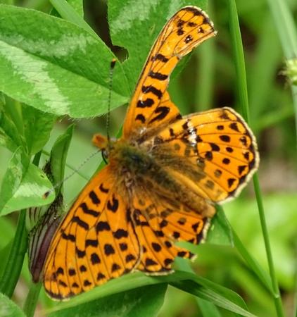 Boloria euphrosyne